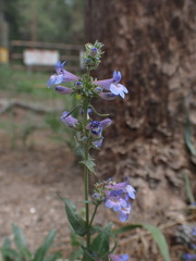 Penstemon virens