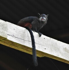 Saguinus fuscicollis