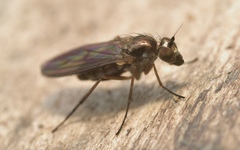 Rhaphium antennatum