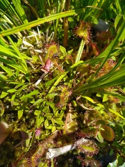 Drosera rotundifolia