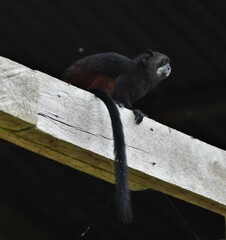 Saguinus fuscicollis