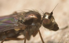 Rhaphium antennatum