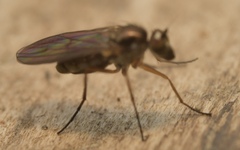 Rhaphium antennatum