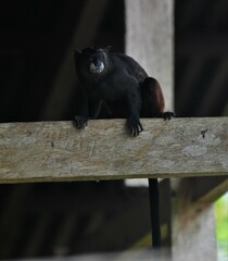 Saguinus fuscicollis