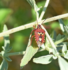 Codophila varia