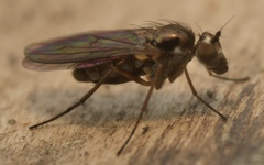 Rhaphium antennatum