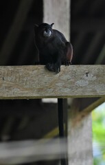 Saguinus fuscicollis