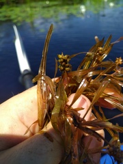 Potamogeton zosteriformis