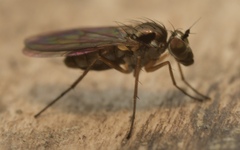 Rhaphium antennatum