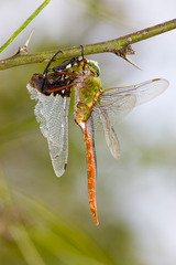 Anax longipes
