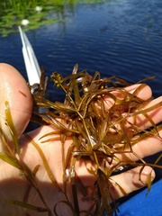 Potamogeton zosteriformis