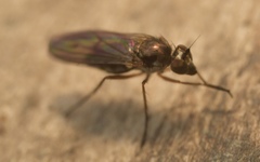 Rhaphium antennatum