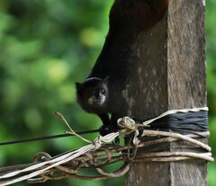 Saguinus fuscicollis
