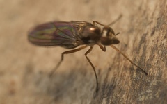 Rhaphium antennatum