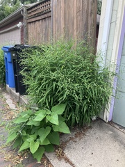 Chasmanthium latifolium