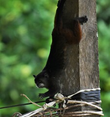 Saguinus fuscicollis