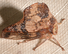 Telamona maculata