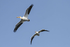 Pelecanus erythrorhynchos