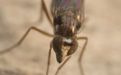 Rhaphium antennatum