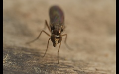 Rhaphium antennatum