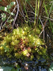 Drosera rotundifolia