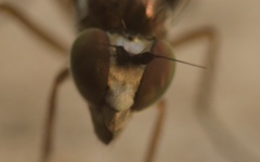 Rhaphium antennatum