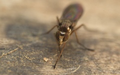Rhaphium antennatum