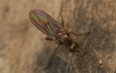Rhaphium antennatum