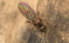 Rhaphium antennatum