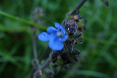 Salvia palifolia