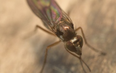 Rhaphium antennatum