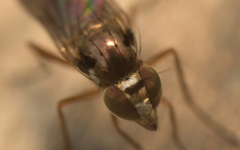 Rhaphium antennatum