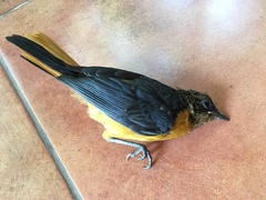 Cossypha niveicapilla