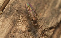 Rhaphium antennatum