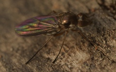 Rhaphium antennatum