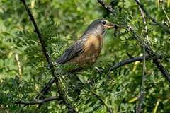 Turdus migratorius