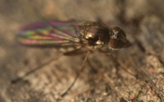 Rhaphium antennatum