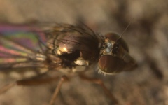 Rhaphium antennatum