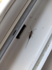 Liotryphon punctulatus