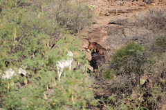 Equus asinus × caballus
