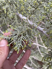 Cupressus nevadensis