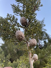 Cupressus nevadensis