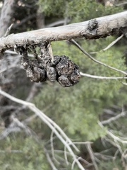 Cupressus nevadensis