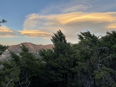Cupressus nevadensis