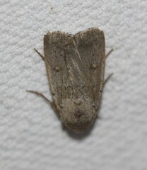 Proteuxoa hypochalchis