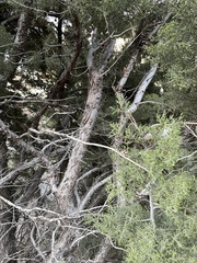 Cupressus nevadensis