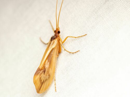 Chocolate-and-cream Sedge photo 4
