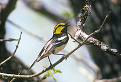 Setophaga chrysoparia