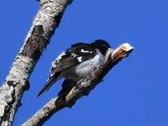 Pheucticus ludovicianus