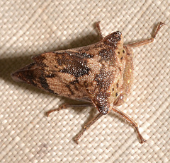 Telamona maculata